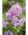 Бузок меєра Флауерфеста Пінк|Syringa meyeri ’Flowerfesta’® Pink|Сирень мейера Флауефеста Пинк